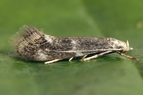 Elachista canapennella