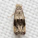 Elachista ciliigera - Hodges#1128.7 - photo 2
