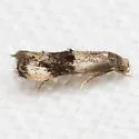 Elachista ciliigera - Hodges#1128.7 - photo 3