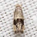 Elachista ciliigera - Hodges#1128.7 - photo 4