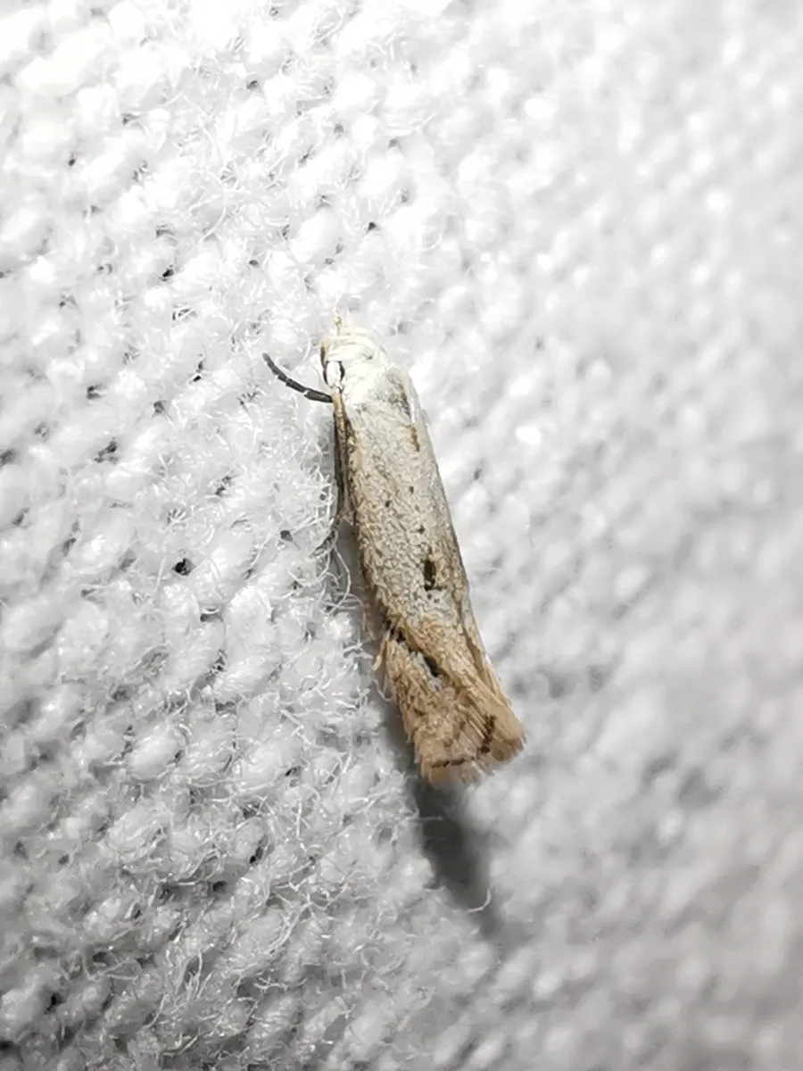 Elachista contaminatella