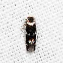 Elachista cucullata - Hodges#1124 - photo 2