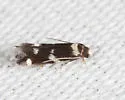 Elachista cucullata - Hodges#1124 - photo 3