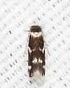 Elachista cucullata - Hodges#1124 - photo 4