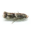 Elachista dagnirella - Hodges#1088.6