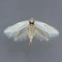 Elachista epimicta - Hodges#1081 - photo 2