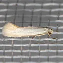 Elachista epimicta - Hodges#1081 - photo 3