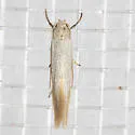 Elachista epimicta - Hodges#1081 - photo 4
