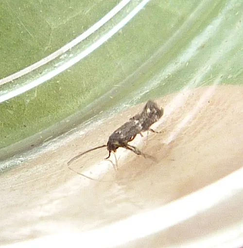 Elachista freyerella - Elachista freyerella
