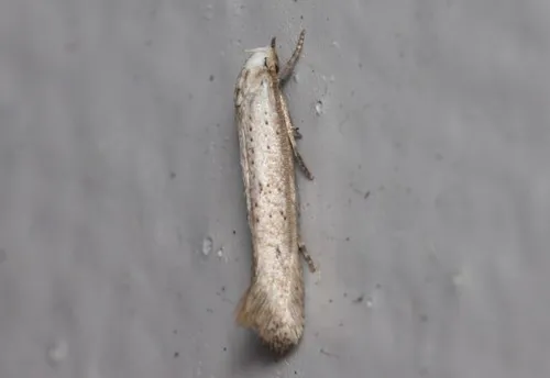 Elachista gerasmia
