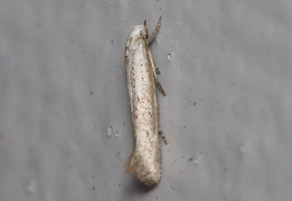 Elachista gerasmia - photo 2