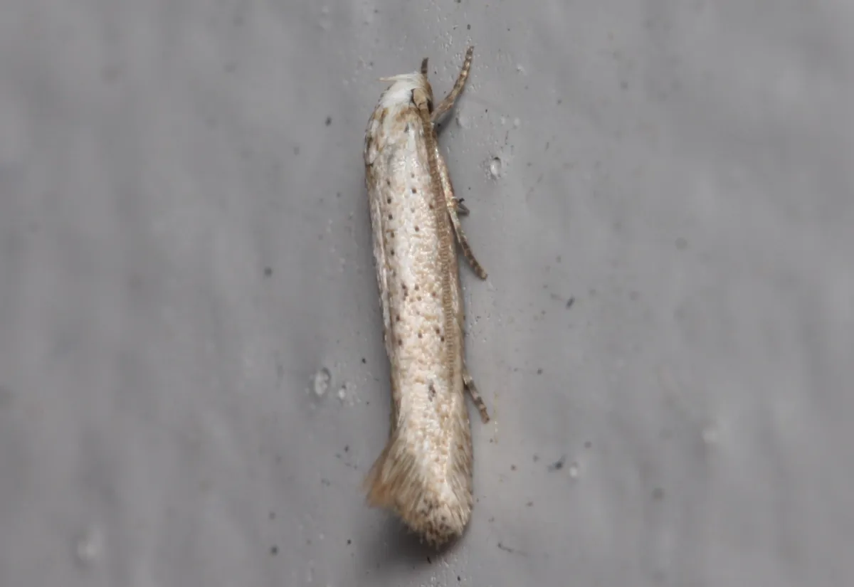 Elachista gerasmia - photo 3