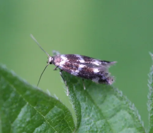 Elachista gleichenella - Elachista gleichenella