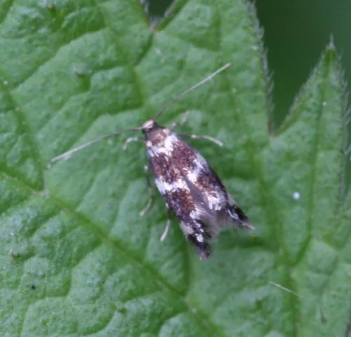Elachista gleichenella - photo 2