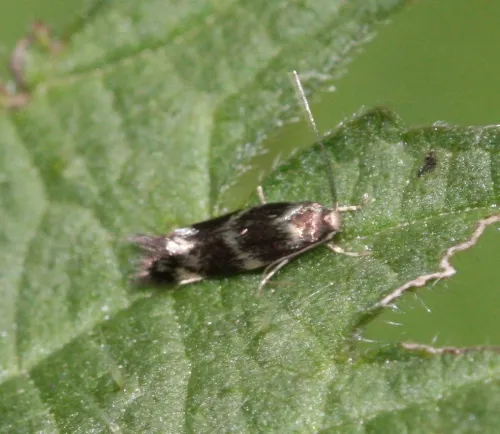 Elachista gleichenella - photo 3