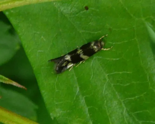 Elachista gleichenella - photo 4