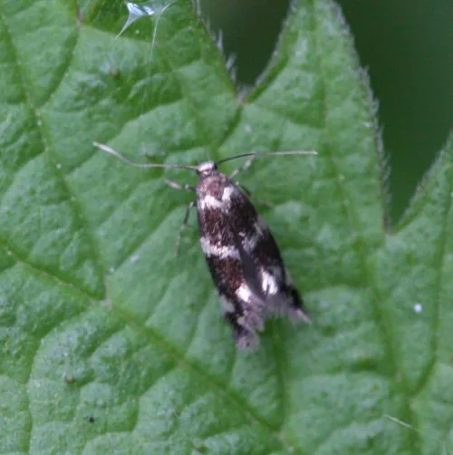 Elachista gleichenella - photo 5