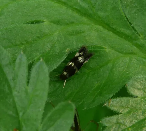 Elachista gleichenella - photo 6
