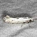 Elachista granosa - Hodges#1094.2