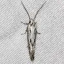 Elachista granosa - Hodges#1094.2 - photo 2