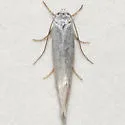 Elachista hololeuca - Hodges#1092 - photo 2