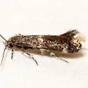 Elachista ibunella - Hodges#1118.1