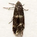 Elachista ibunella - Hodges#1118.1 - photo 2