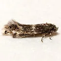 Elachista ibunella - Hodges#1118.1 - photo 3