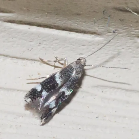 Elachista illectella - Hodges#1129 - photo 2