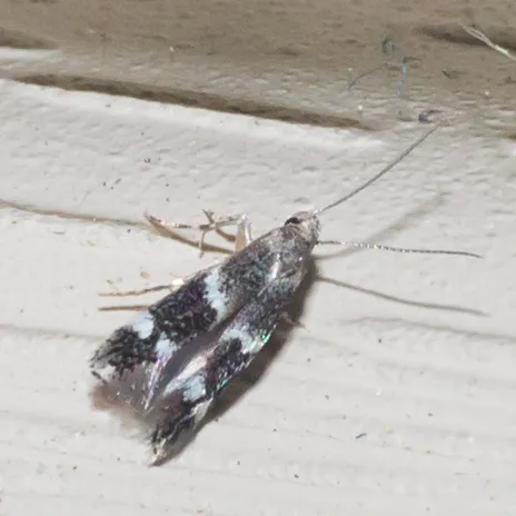 Elachista illectella - Hodges#1129 - photo 3