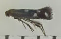 Elachista leucosticta - Hodges#1126 - Elachista leucosticta