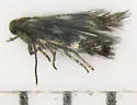Elachista leucosticta - Hodges#1126 - photo 2