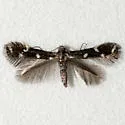 Elachista leucosticta - Hodges#1126 - photo 4