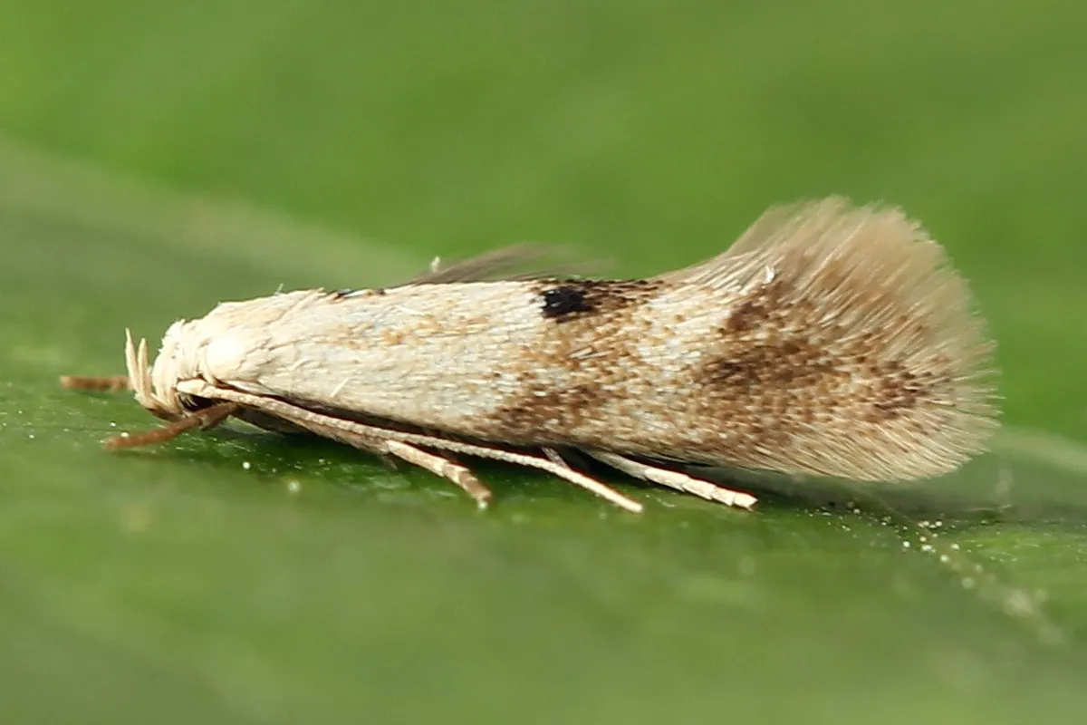 Elachista maculicerusella - photo 3