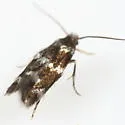 Elachista maculoscella - Hodges#1105 - Elachista maculoscella