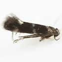 Elachista maculoscella - Hodges#1105 - photo 2