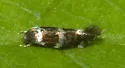 Elachista madarella - Hodges#1121 - photo 2