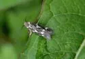 Elachista morwenella - Hodges#1107.1 - photo 2