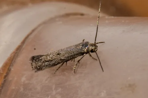 Elachista ombrodoca