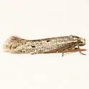 Elachista pelaena - Hodges#1128.9