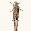 Elachista pelaena - Hodges#1128.9 - photo 2