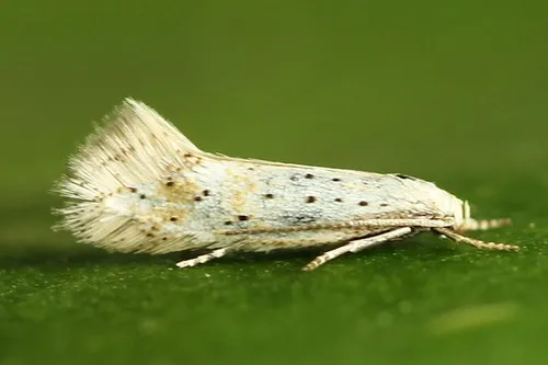 Elachista pollinariella