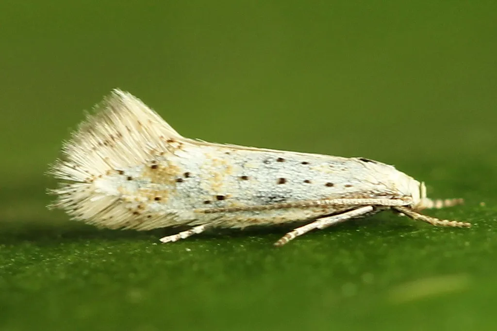 Elachista pollinariella - photo 2