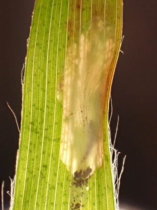 Elachista regificella - Elachista regificella