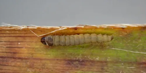 Elachista regificella - photo 2