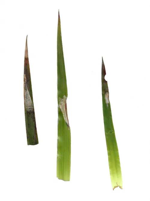 Elachista regificella - photo 3