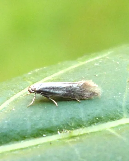 Elachista rufocinerea