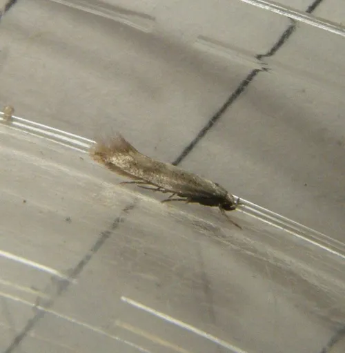 Elachista rufocinerea - photo 2