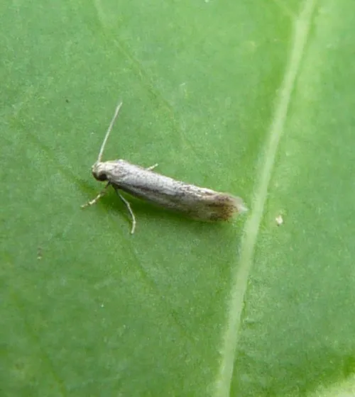 Elachista rufocinerea - photo 3