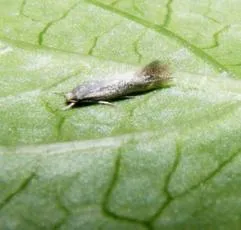 Elachista rufocinerea - photo 4